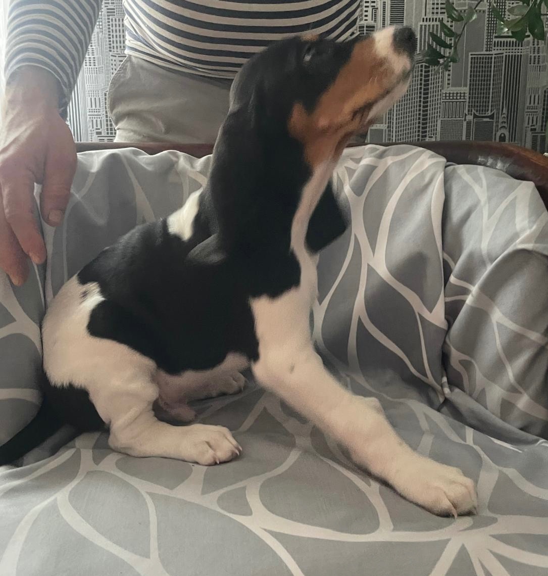 Šteniatka Švajcarského ďuriča s PP - 4