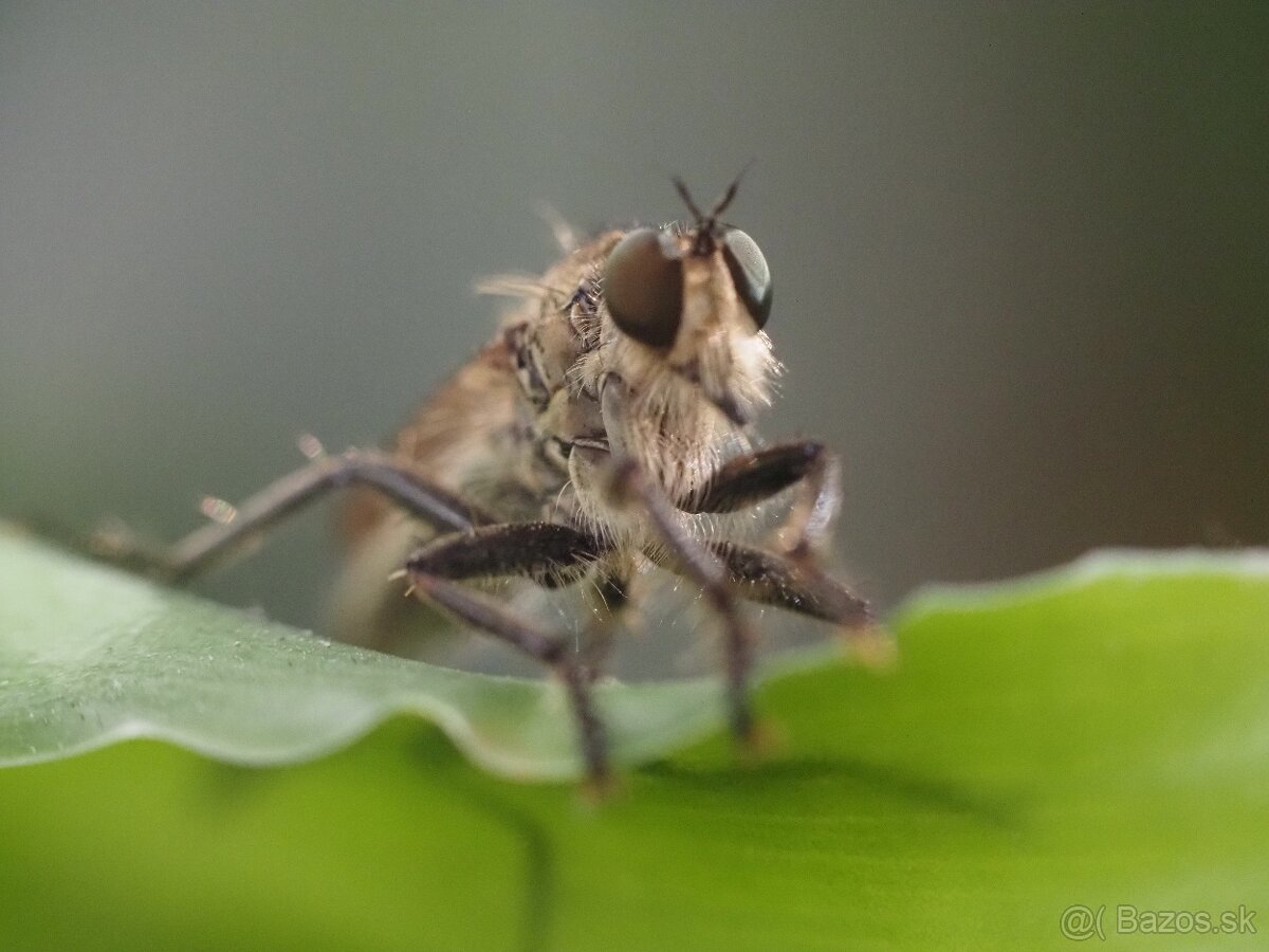 Olympus M.Zuiko Digital ED 60 f2,8 Macro - 4