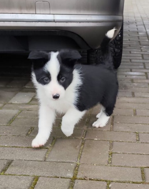 Border kolia - psík - 4