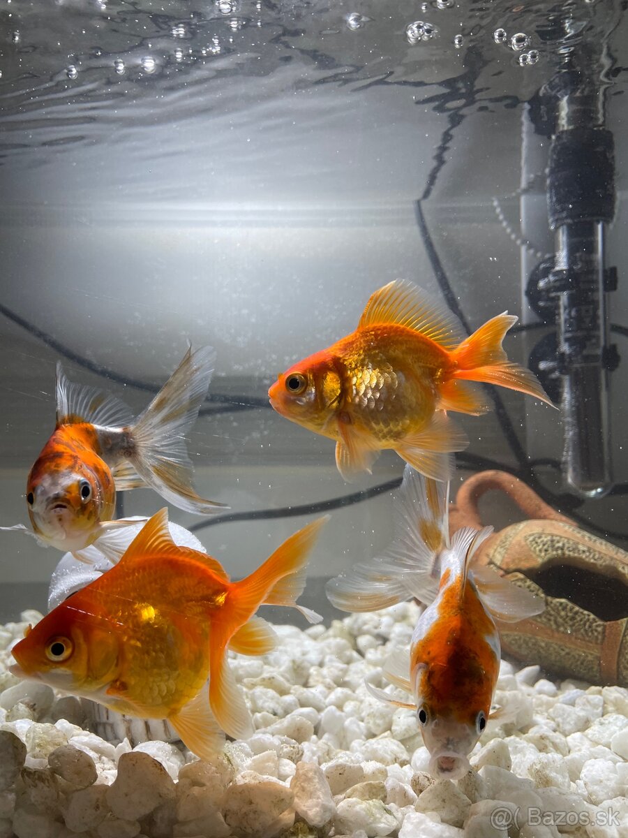 Akváriové rybky Carassius (zlaté rybky) - 4