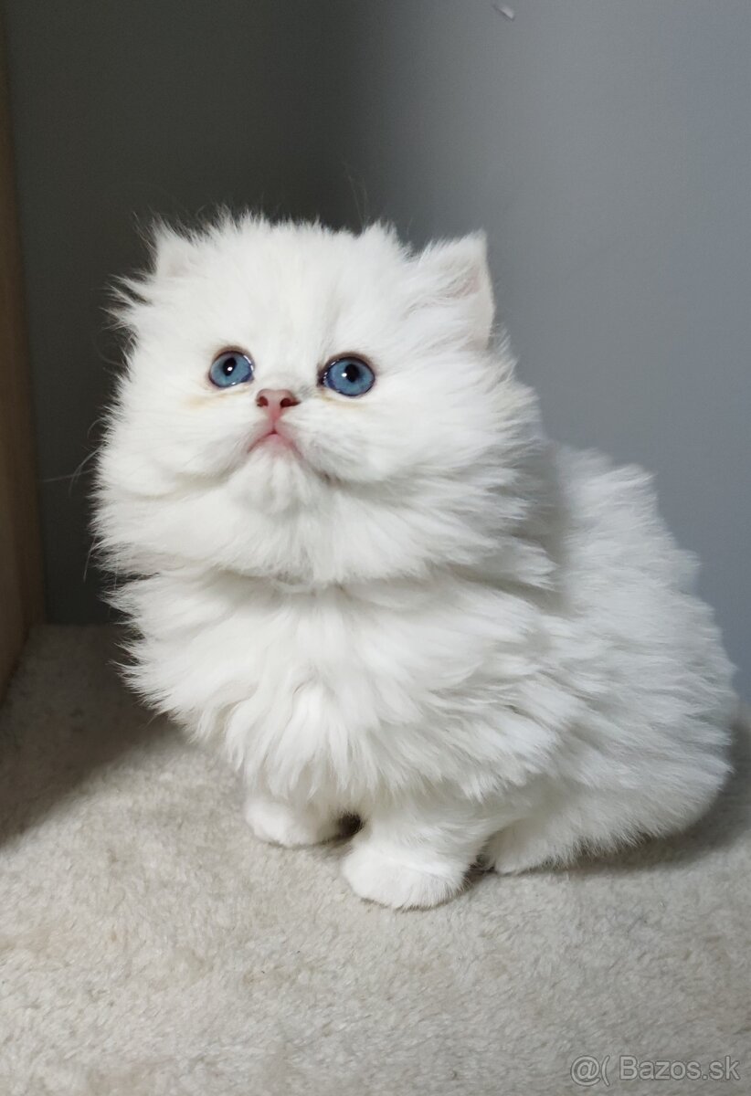 Britské mačiatka s PP❤️extra kvalita❤️ - 4