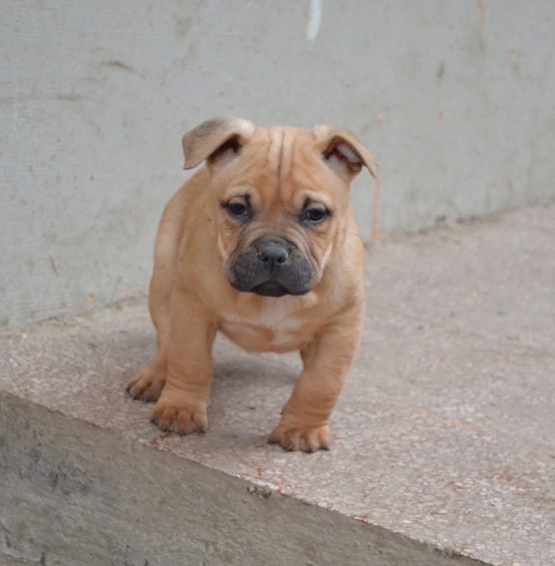 American bully pocket / shar pei (odber 14.11) - 4