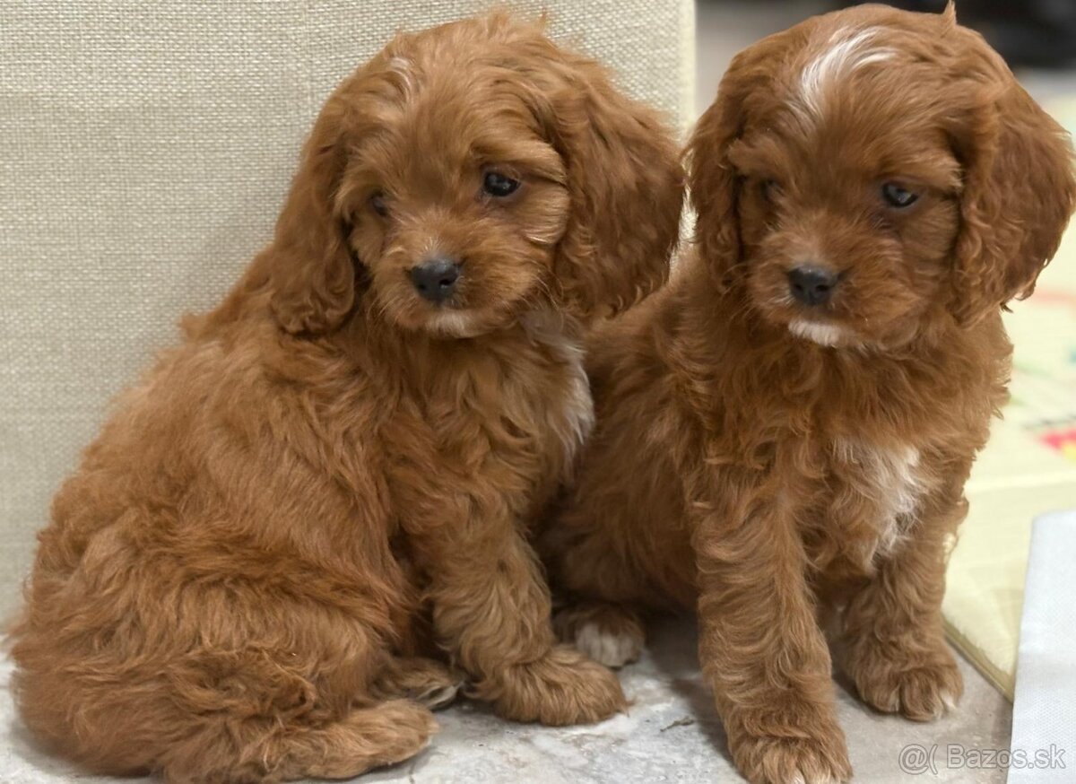 Cavapoo - 4