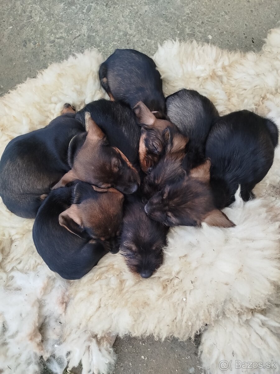 Jazvečík hrubosrsty - 4