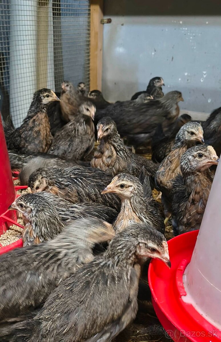 Nosnice, mládky, kuriatka - 4