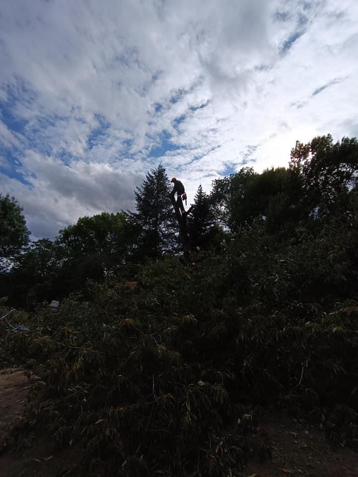 Spiľovanie a orez stromov - 4