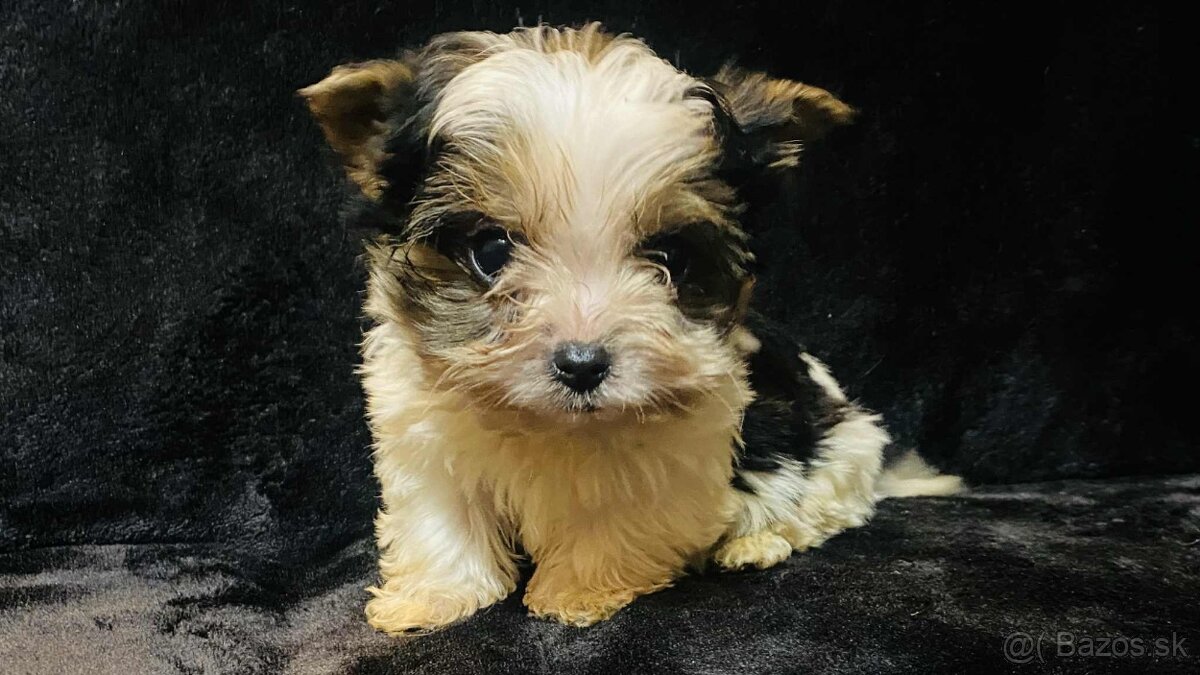 Yorkshirsky teriér, Yorkshire, Biewer, Jork - 4