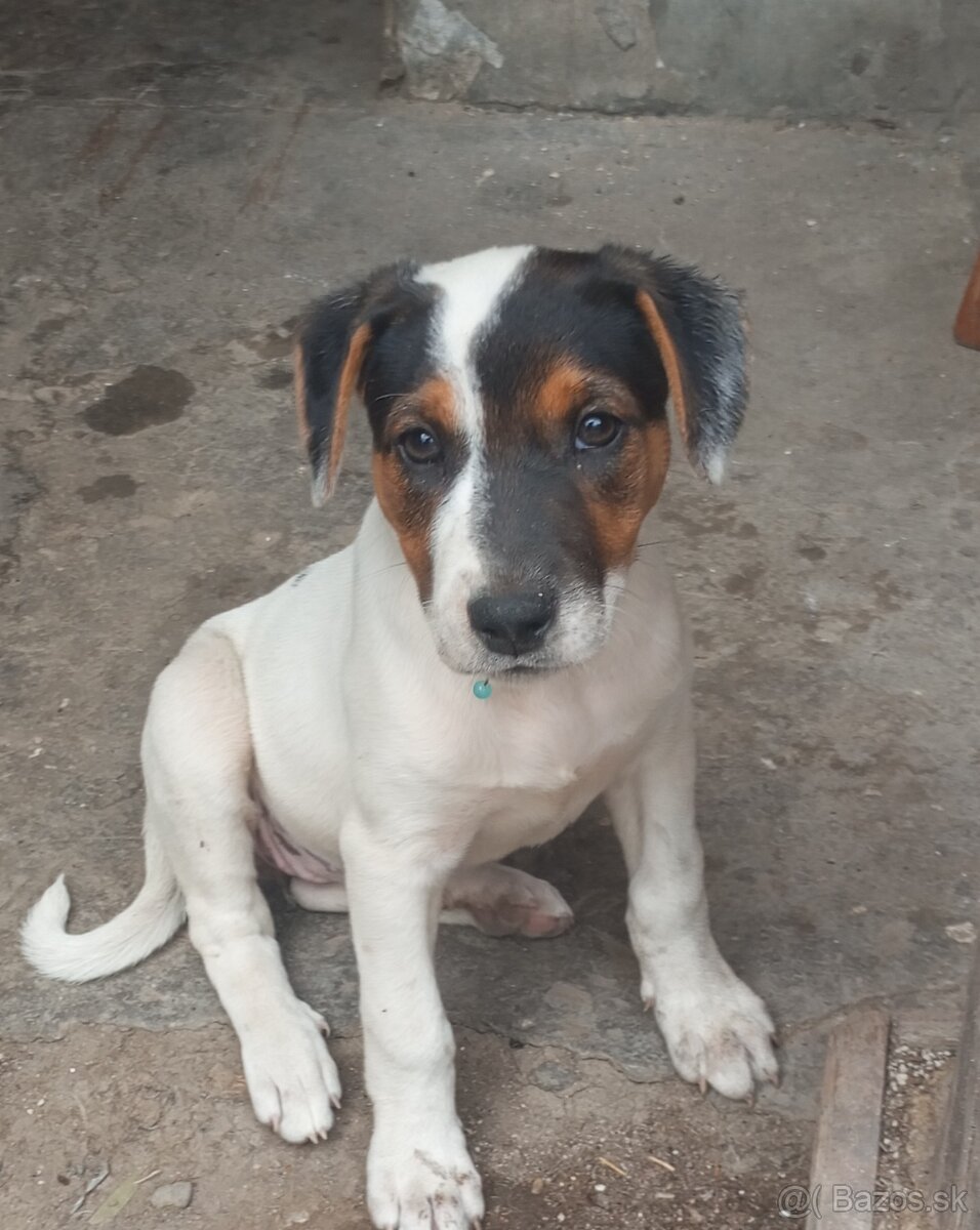 Jack Russel - 4