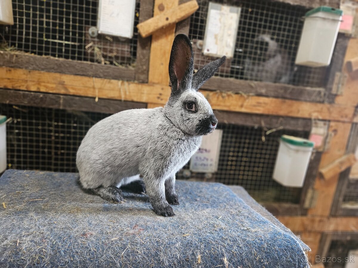 Predám králiky francúzsky strieborný - 4