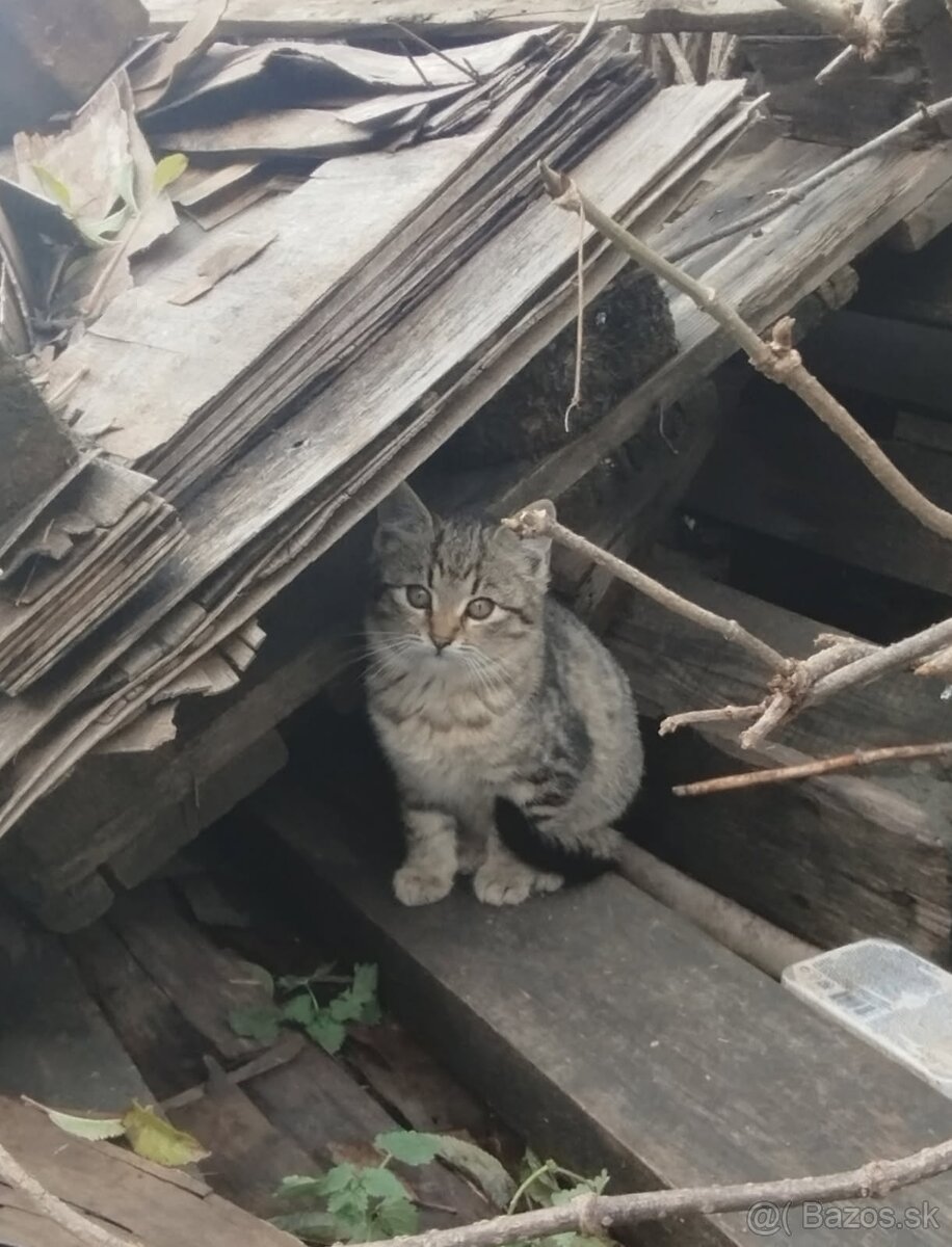 Darujeme mačičky - 4