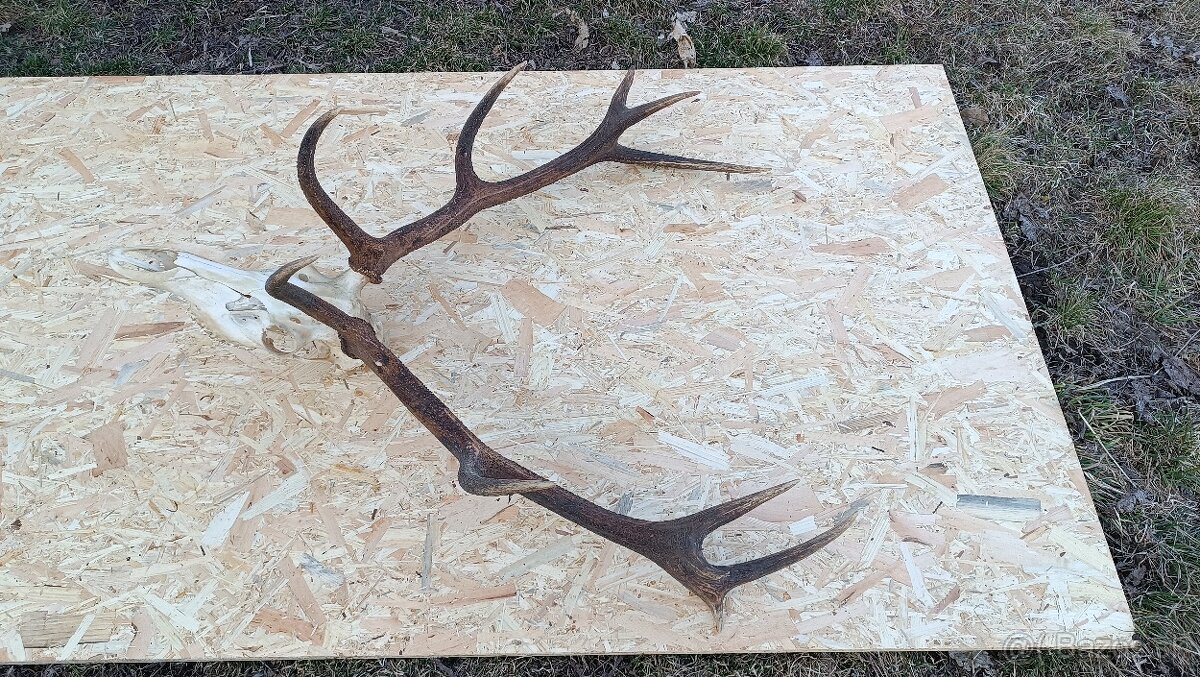 Jelenie parohy,zhody trofeje - 4