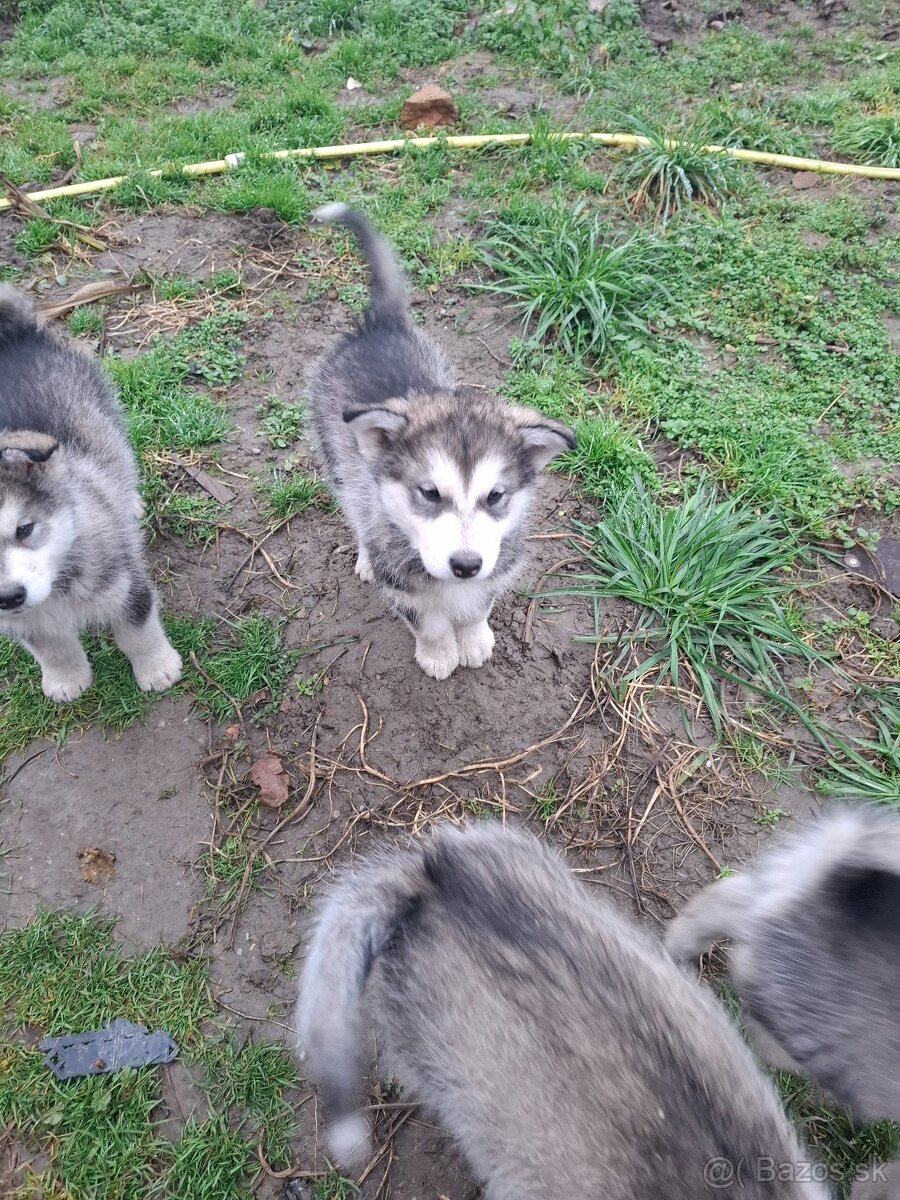 Aljašsky malamut - 4