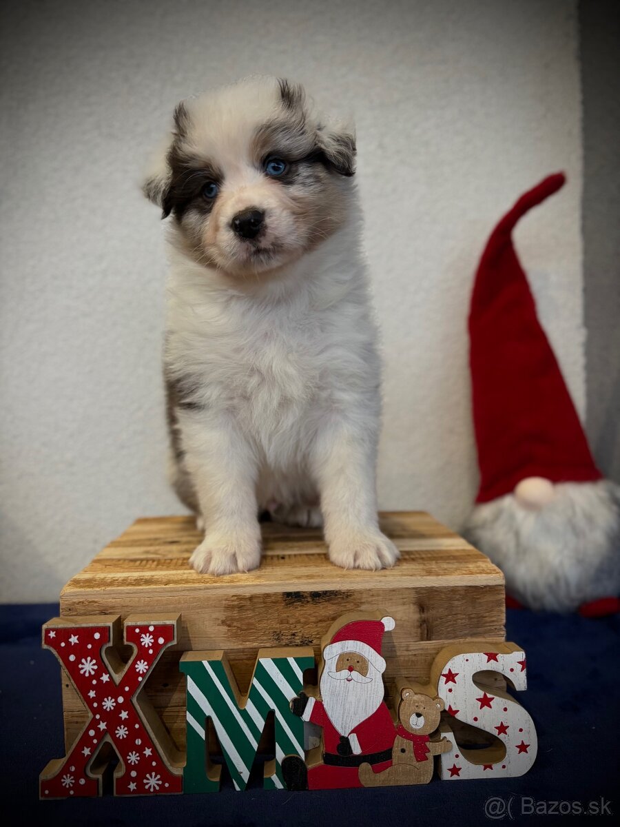 Austrálsky ovčiak s PP - 4