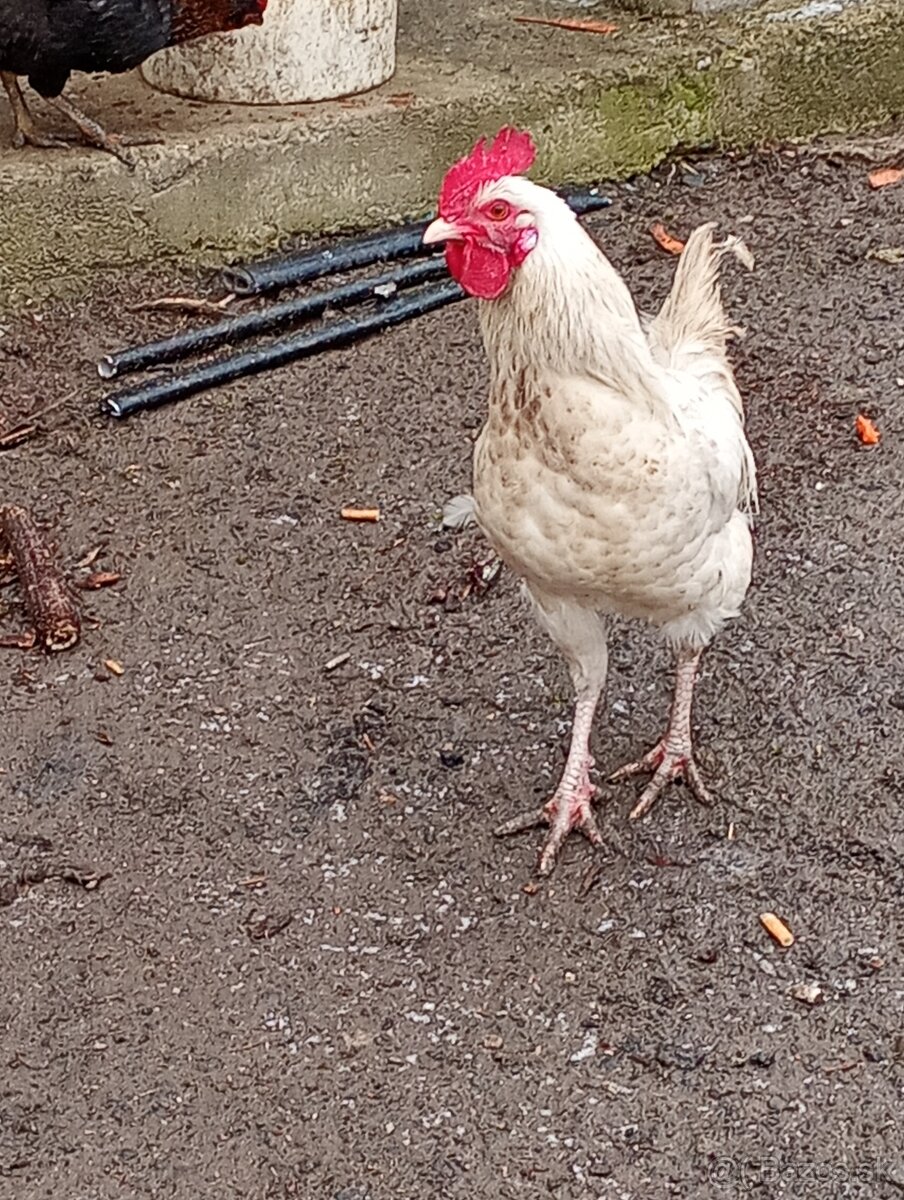 Predám mladé kohúty.2025 - 4