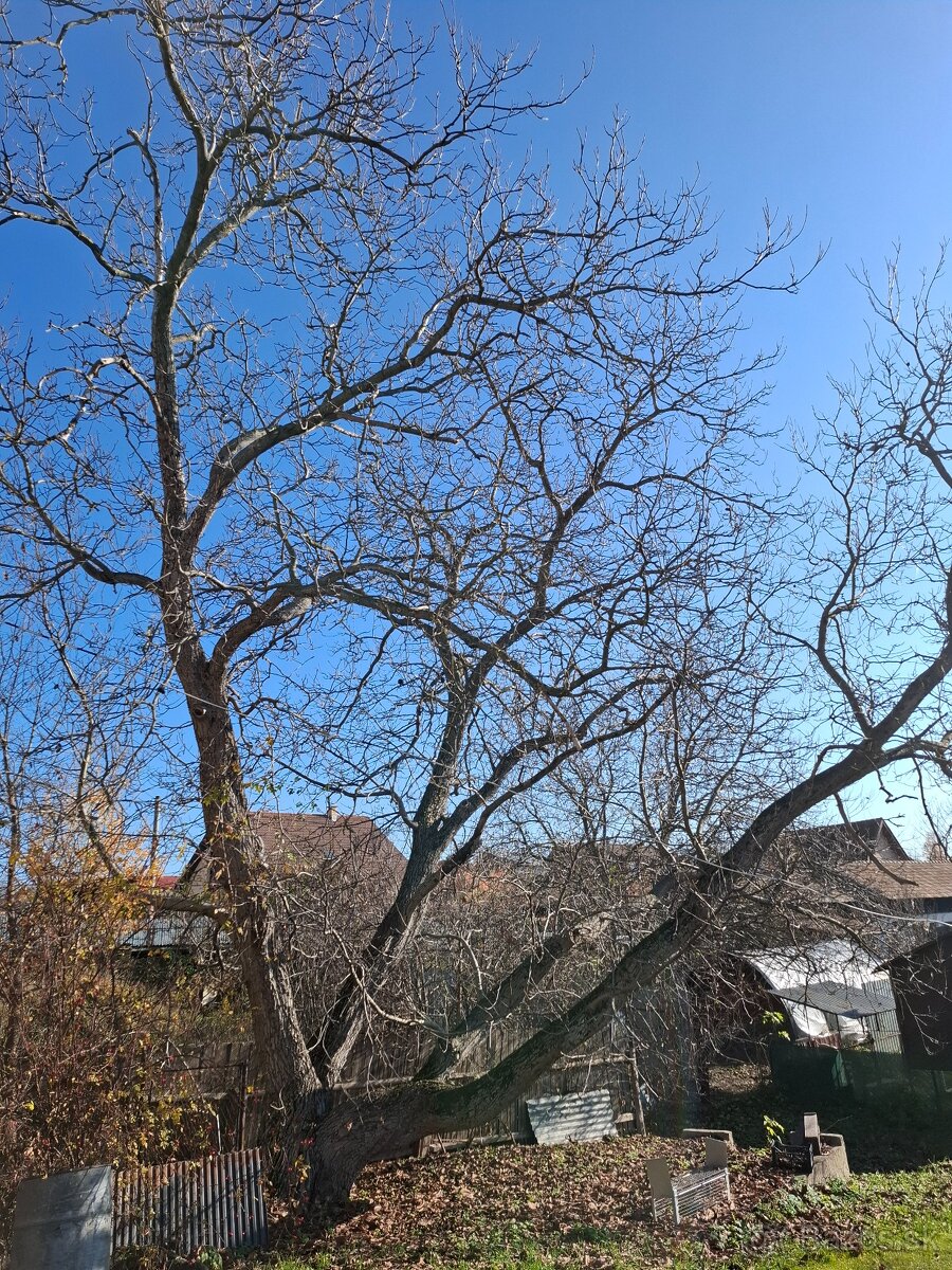 Predám strom orech - 4