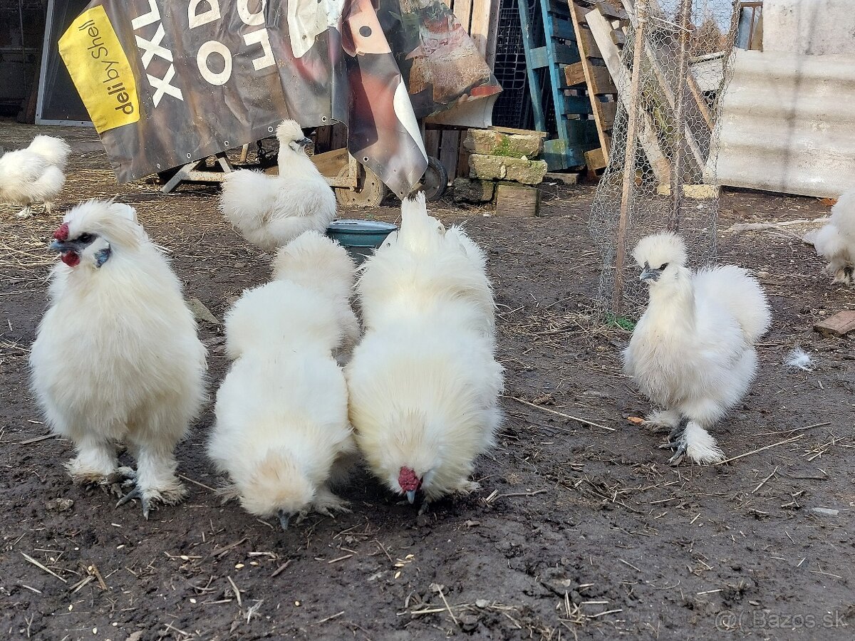 Predám hodvábničky biele veľké - 4