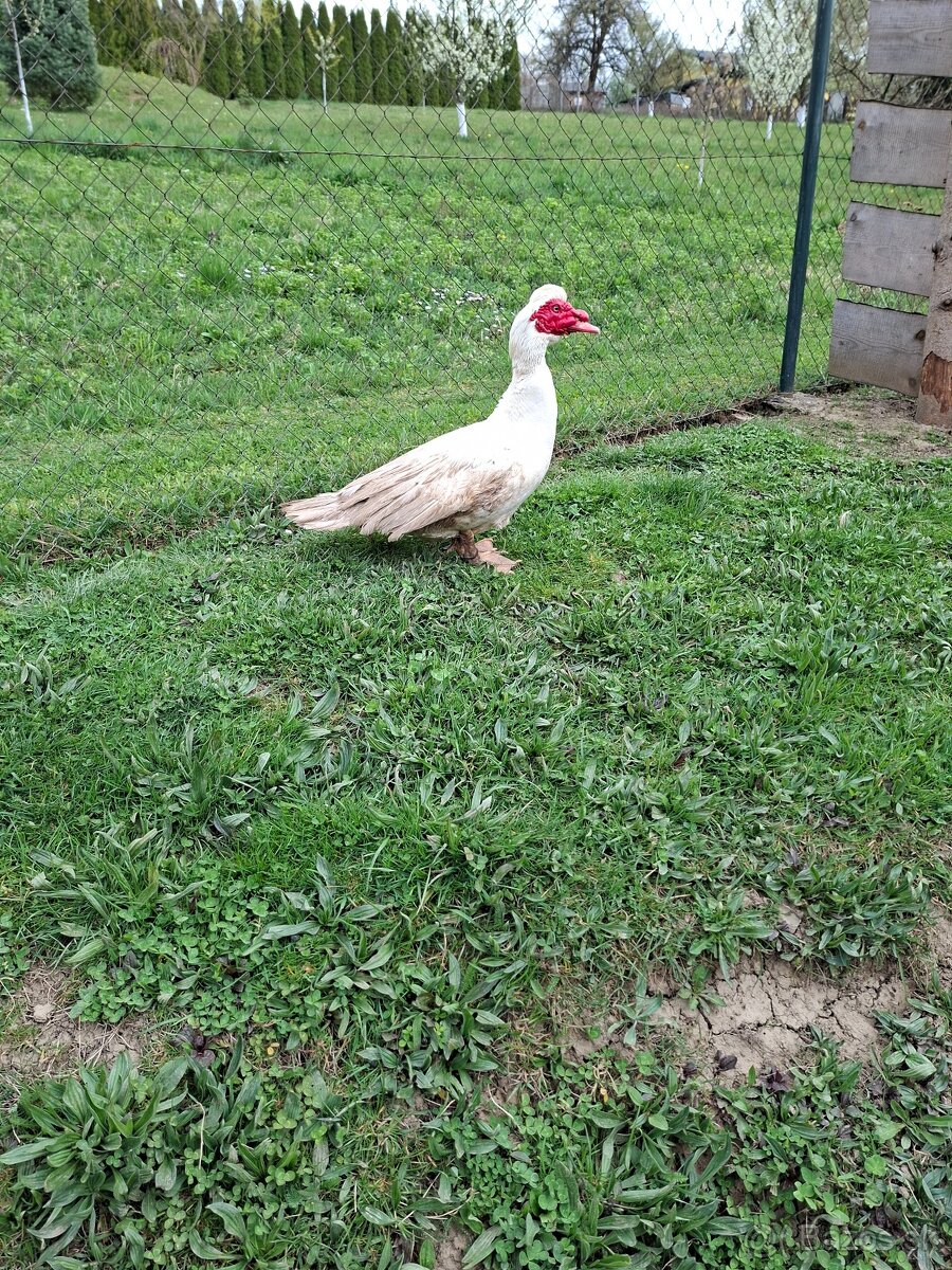 čínske kačice - 4