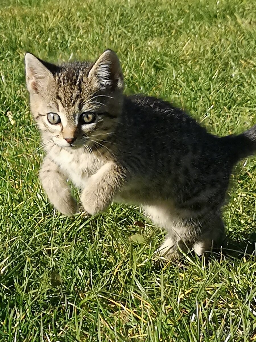 Darujem krásne mačiatka - 4