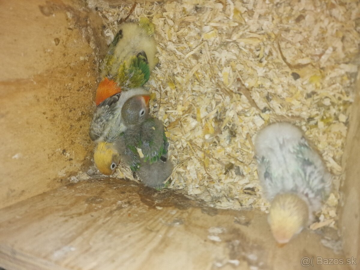 Agapornis fisher na dokrmenie - 4