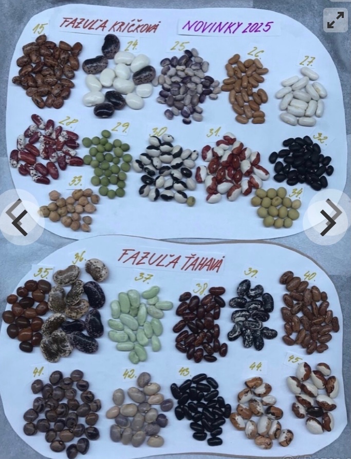 Fazuľa - 4