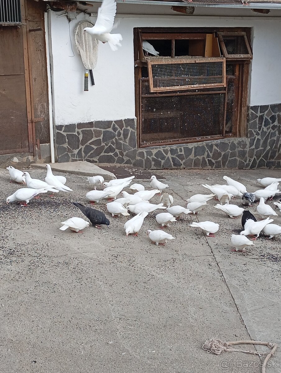 Biele poštové holuby - 4