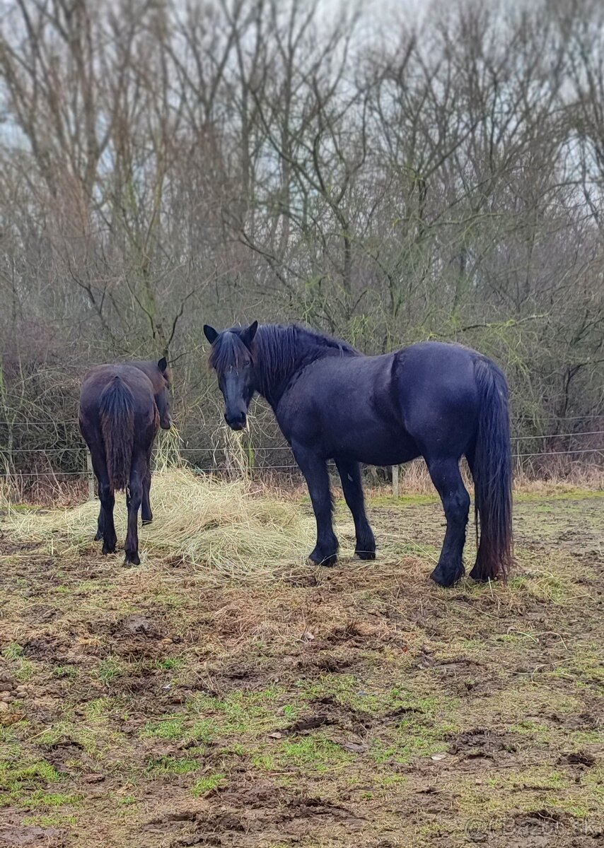 Kobylka Norik Muránsky - 4