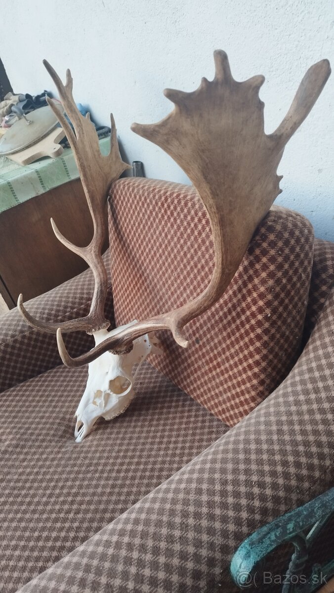 Predám trofej Daniela parožie zhody trofeje. - 4