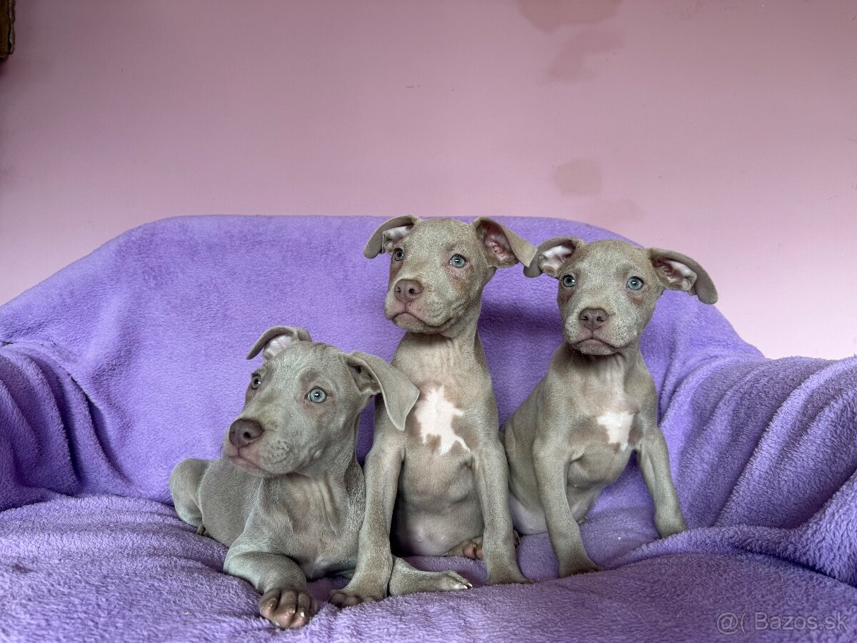 Americký pitbulterier s PP silverfawn rarita - 4