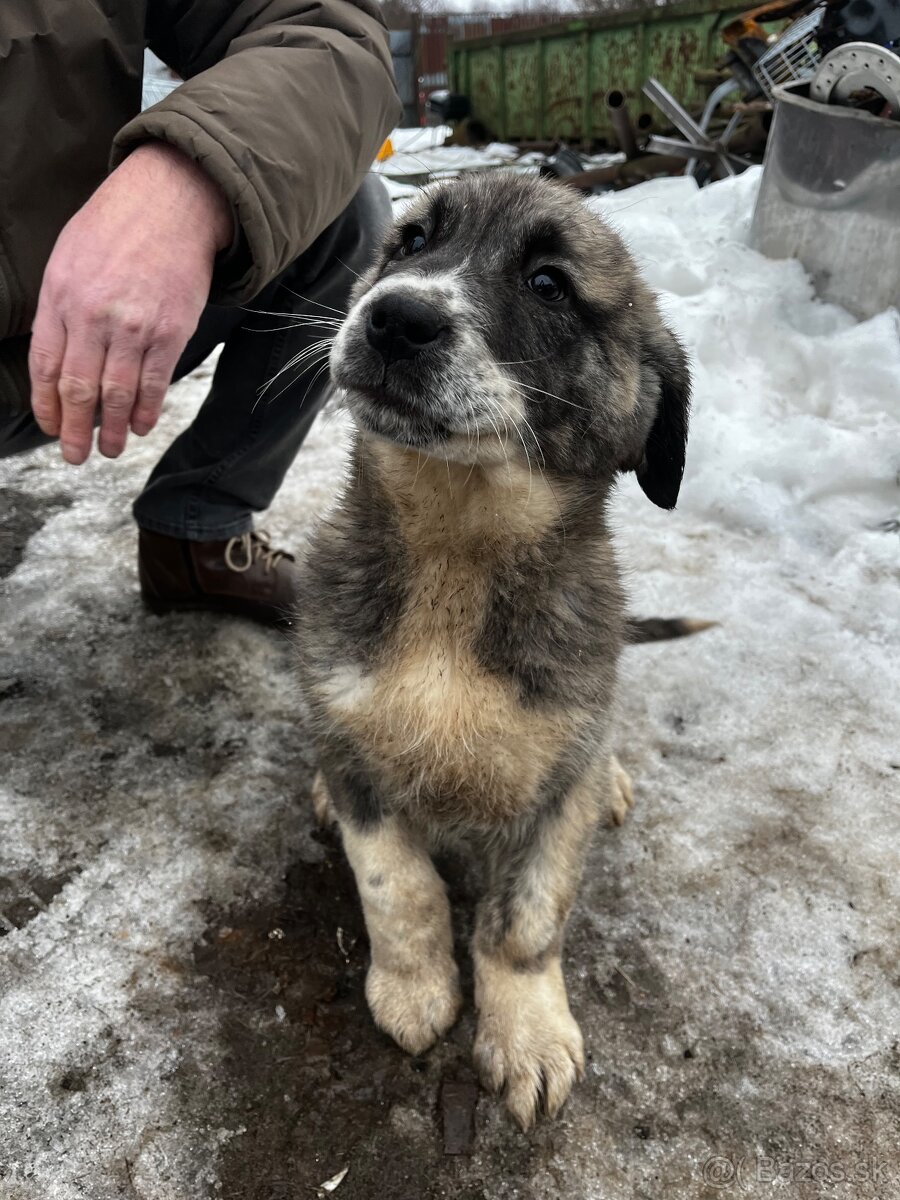 Stredoázijský ovčiak - 4