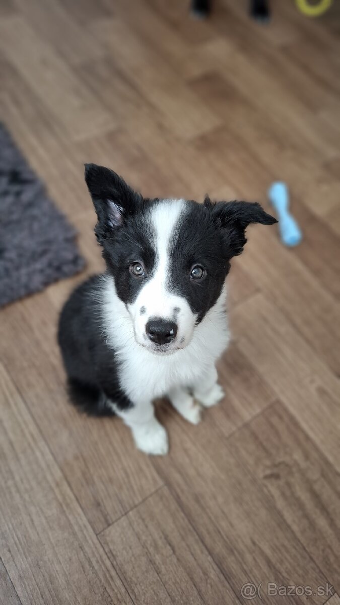 Border kólia s PP (ISDS) - 4