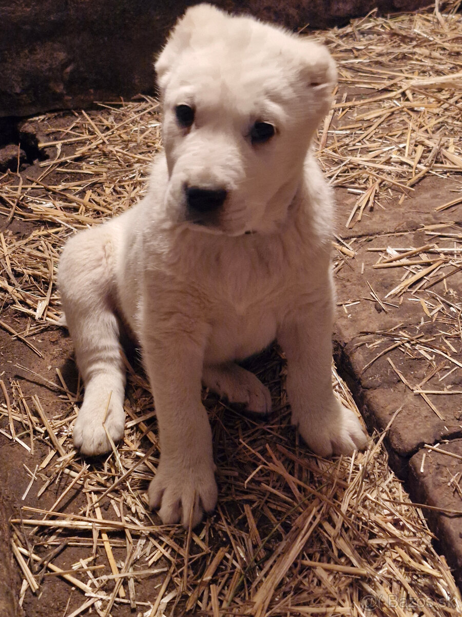 Stredoázijský ovčiak SAO s PP - 4