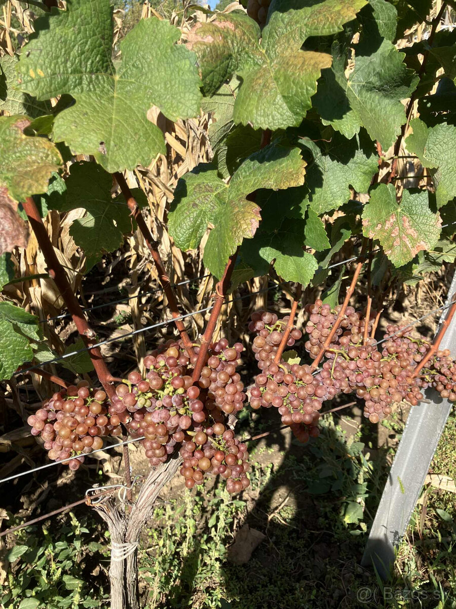 Predám vinicu v osobnom vlastníctve - 4