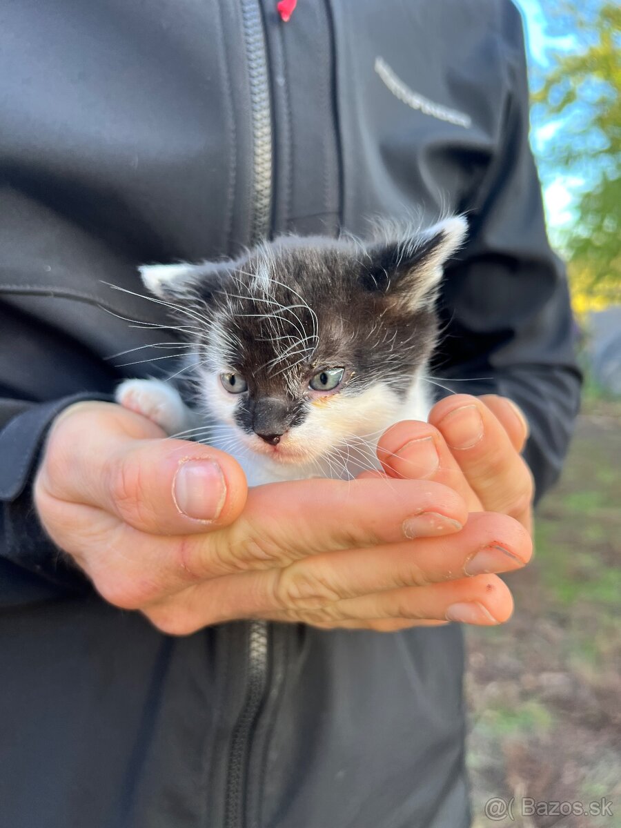 Darujeme mačiatka - 4