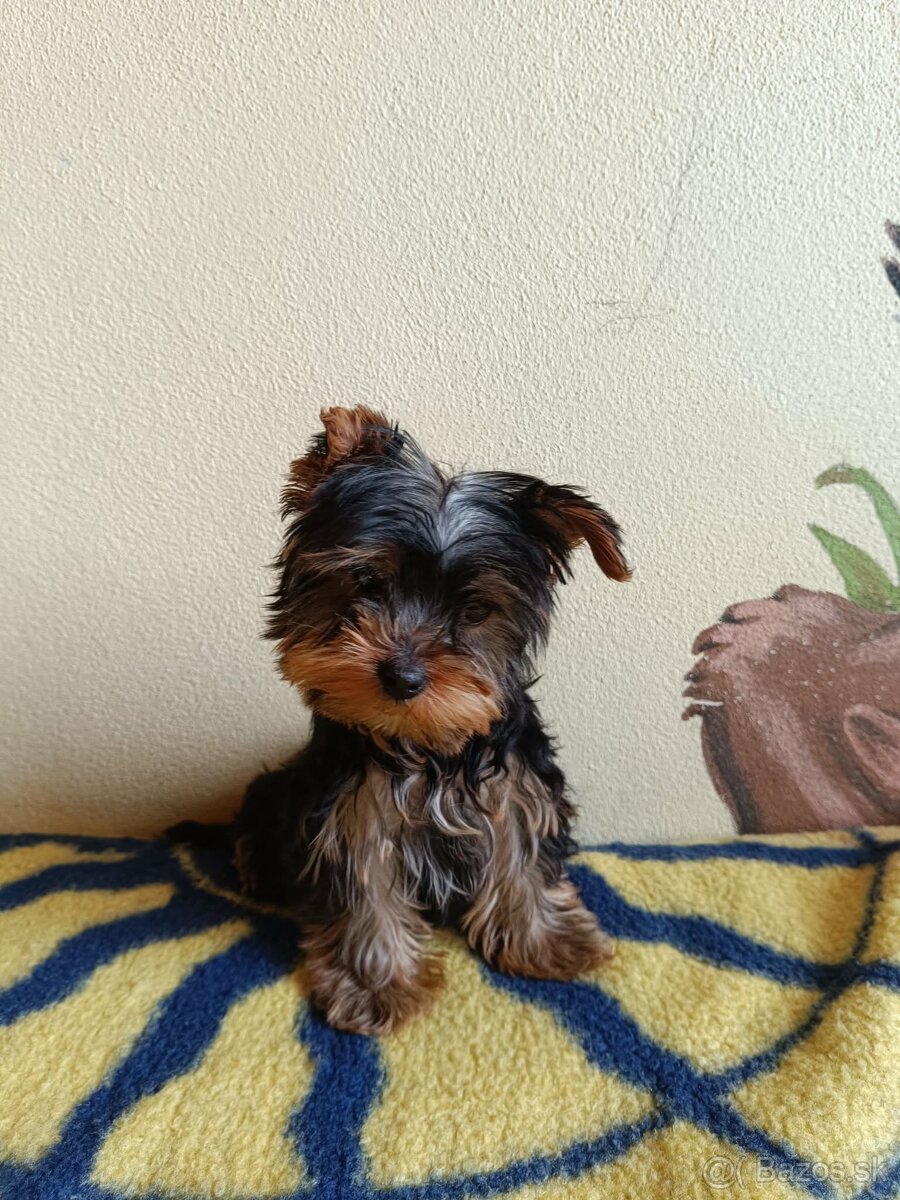 Yorkshirsky teriér Yorkshir - 4