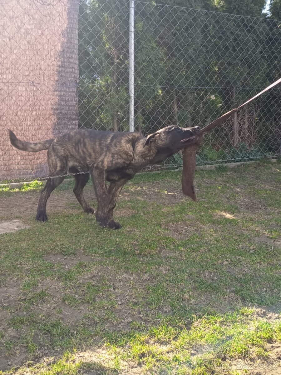 Holandský ovčiak - 4