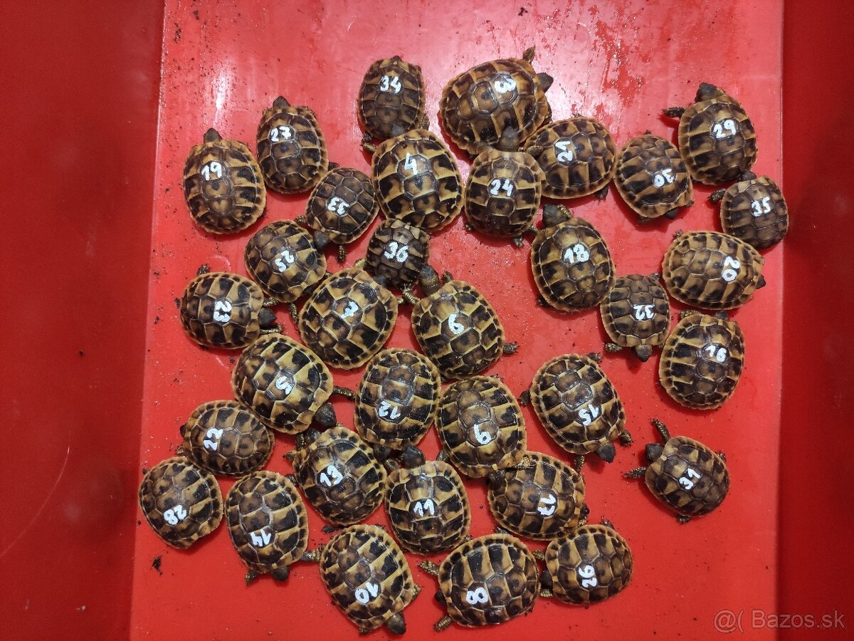 Suchozemská korytnačka-môj odchov 2025 . - 4