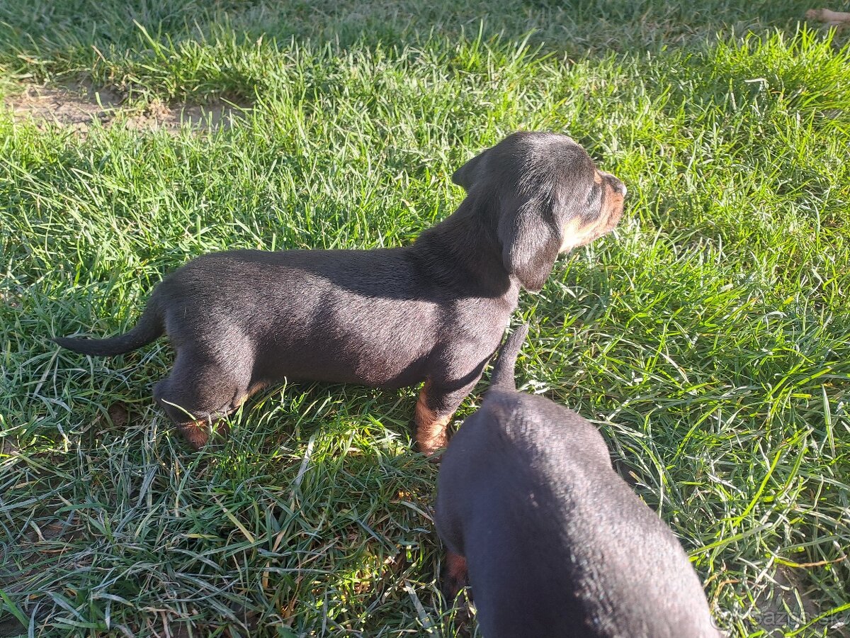 Jazvečik krátkosrstý s pálením - 4