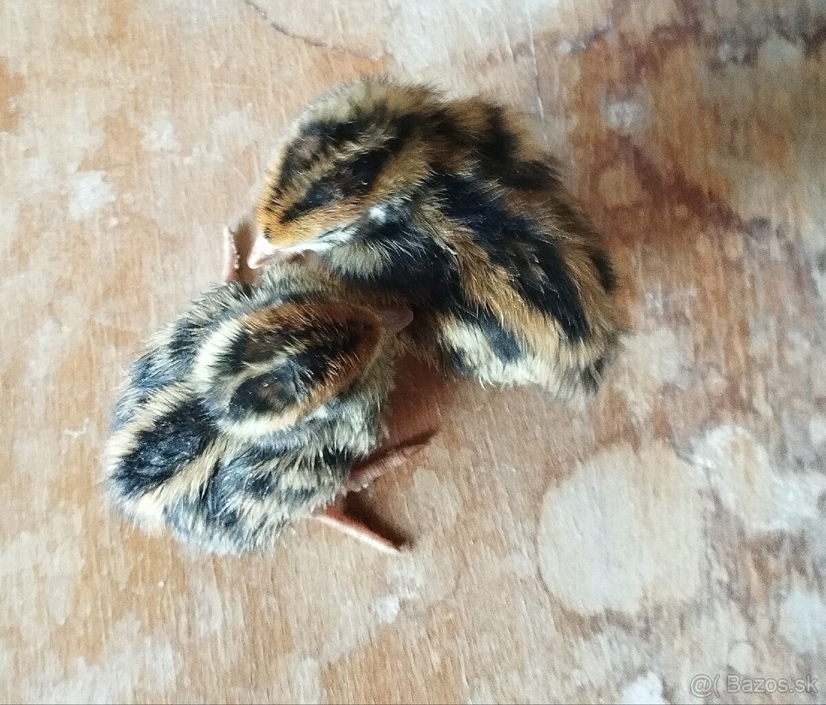 Prepeličie vajíčka, násadové vajíčka - 4