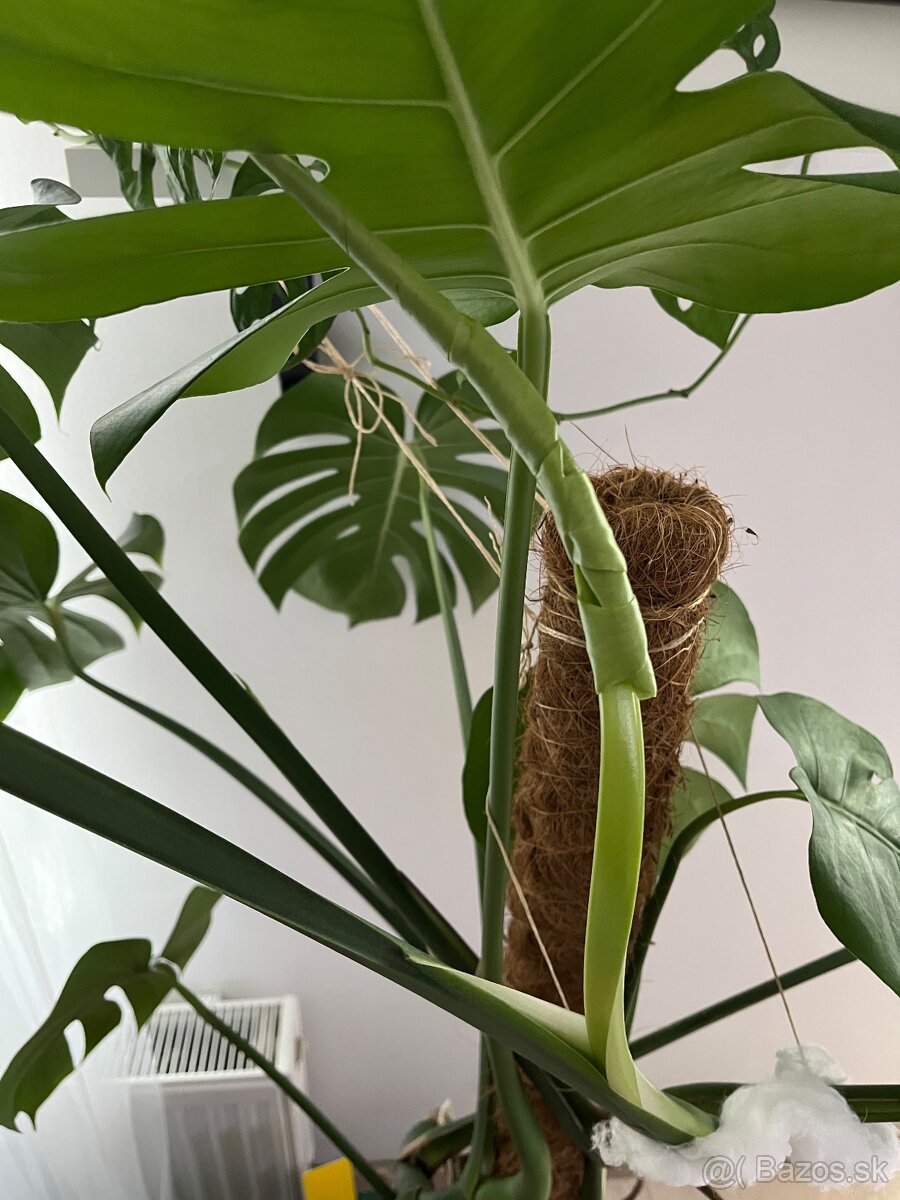 Monstera deliciosa - 4