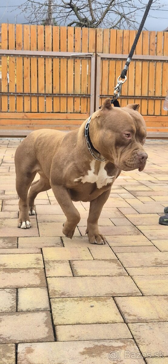 American bully XL - 4