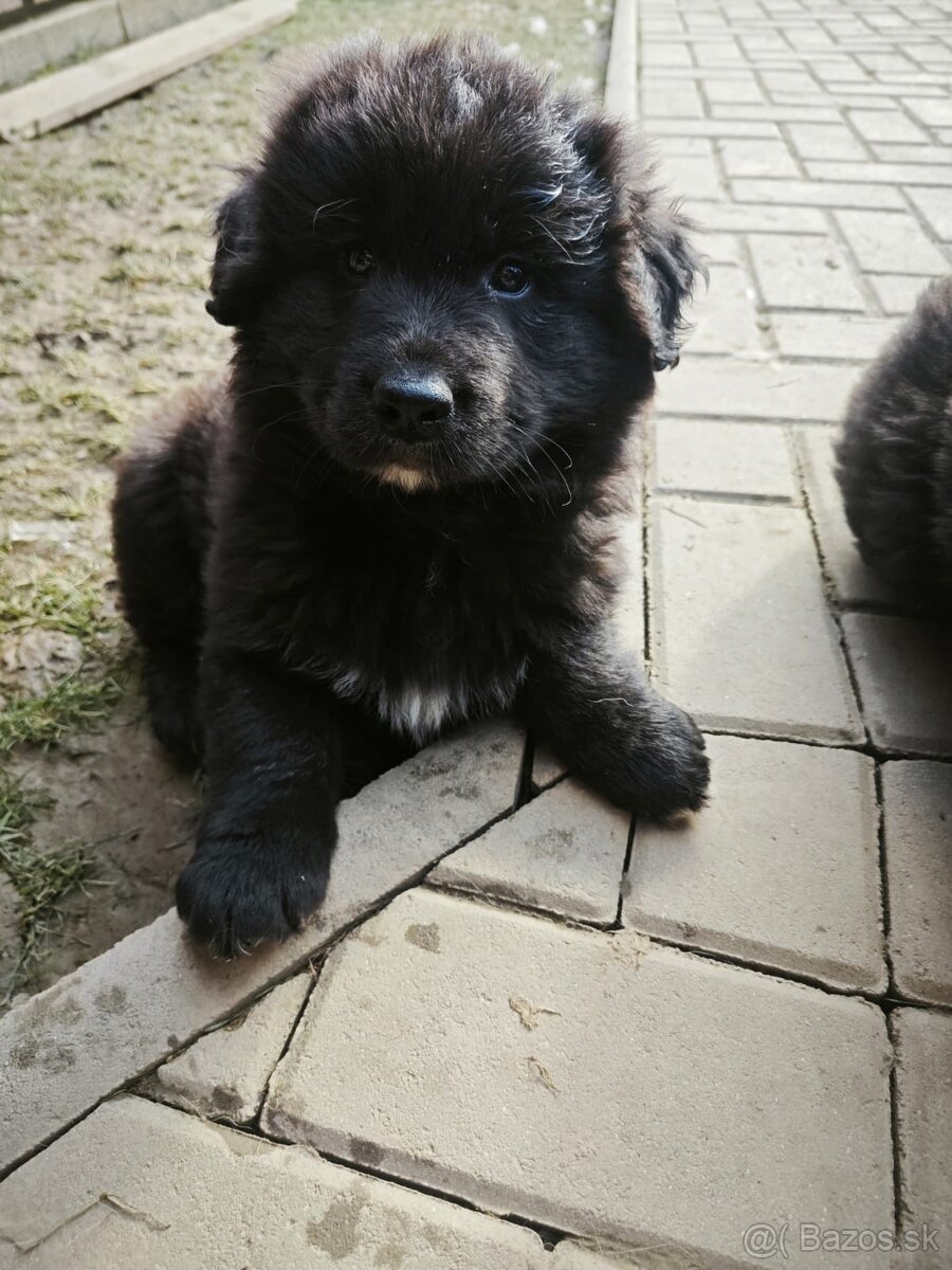 Predám šteniatka - 4