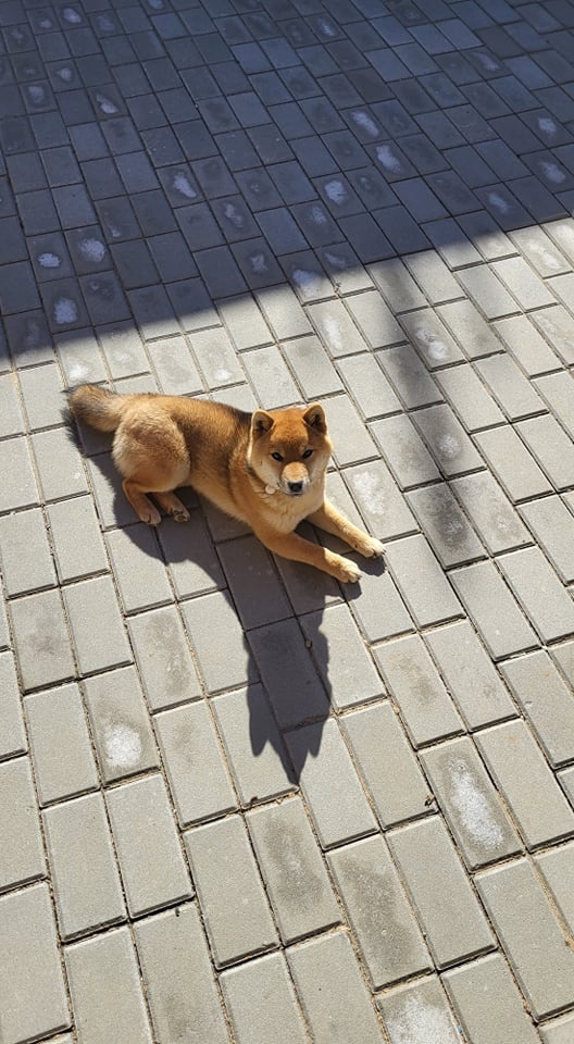 Shiba Inu - ihned k odběru - 4
