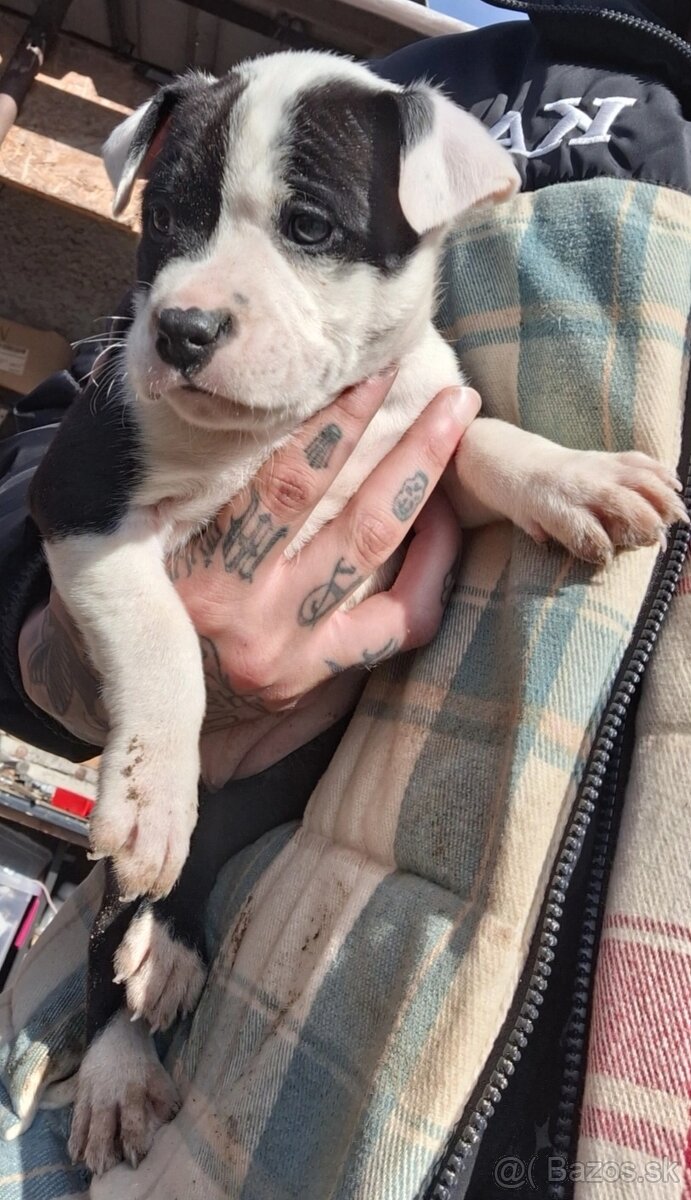 Americky Stafford - 4