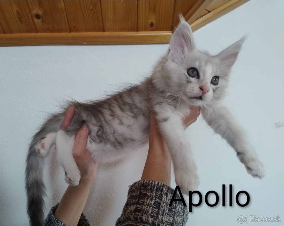 Mainská mývalia s PP - 4