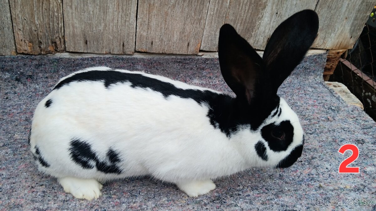 N.O. Strakoš, Kalifornsky - 4