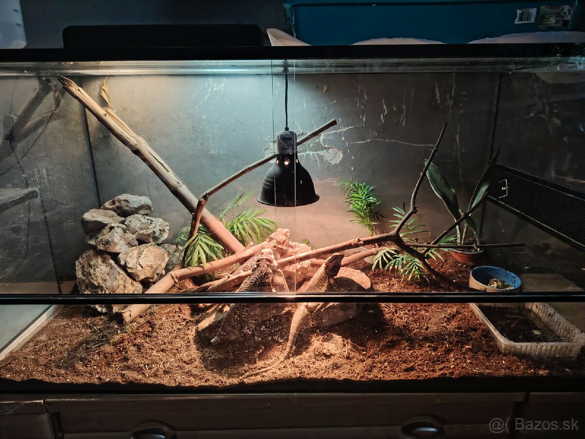 Agamy + terárium - 4