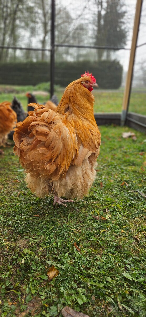 Orpington kohúty - 4