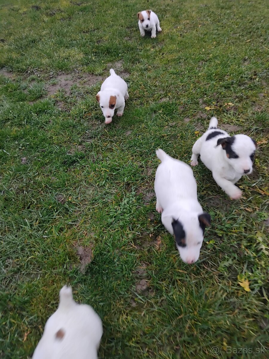 Predám šteňatá Jack Russel - 4