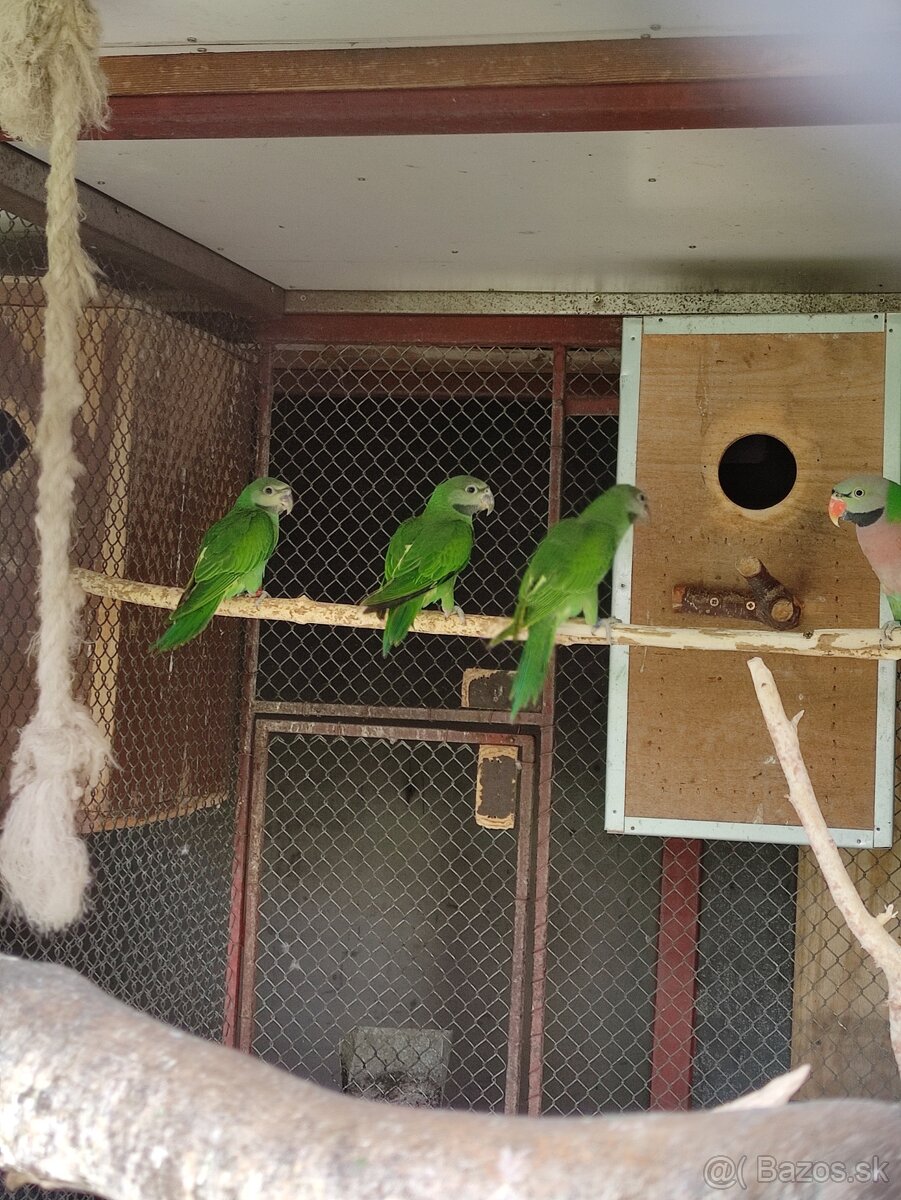 Predám Alexander fúzatý - ružovoprsí - 4