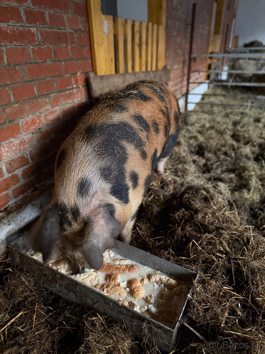 Prasiatko na predaj - 4